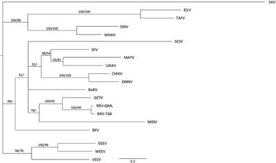 A Tale of 20 Alphaviruses; Inter-species Diversity and Conserved Interactions Between Viral Non-structural Protein 3 and Stress Granule Proteins